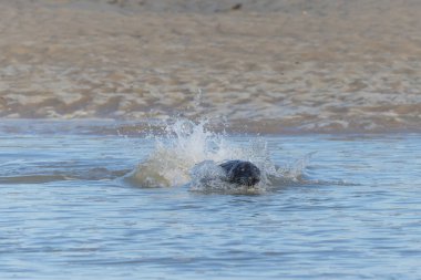 Foca vitulina adlı fok, dalgaların çekildiği kumsalda dinleniyor.