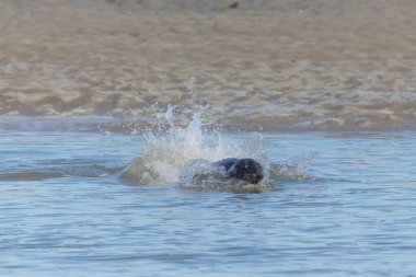Foca vitulina adlı fok, dalgaların çekildiği kumsalda dinleniyor.