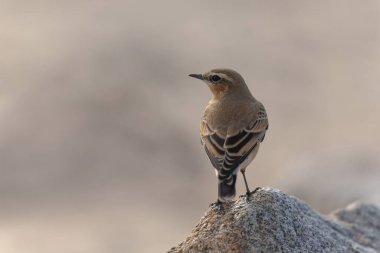 Avrupa Wheatear Oenanthe Oenanthe Normandiya, Kanal Sahili, Fransa 'da kumlu bir plajda