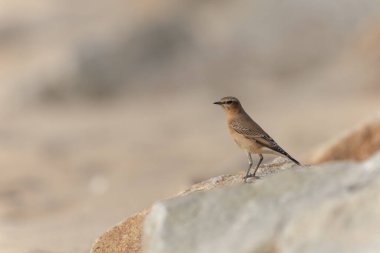 Avrupa Wheatear Oenanthe Oenanthe Normandiya, Kanal Sahili, Fransa 'da kumlu bir plajda