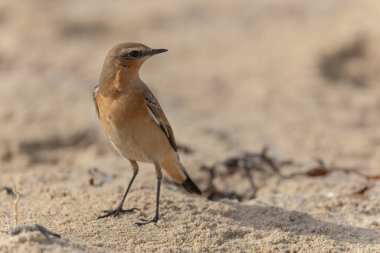 Avrupa Wheatear Oenanthe Oenanthe Normandiya, Kanal Sahili, Fransa 'da kumlu bir plajda
