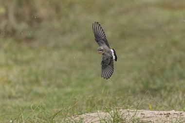 Avrupa Wheatear Oenanthe Oenanthe Normandiya, Kanal Sahili, Fransa 'da kumlu bir plajda