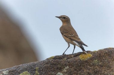 Avrupa Wheatear Oenanthe Oenanthe Normandiya, Kanal Sahili, Fransa 'da kumlu bir plajda