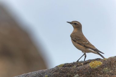 Avrupa Wheatear Oenanthe Oenanthe Normandiya, Kanal Sahili, Fransa 'da kumlu bir plajda