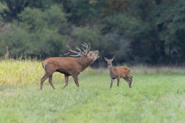 Azgınlık sırasında Avrupa ormanlarında geyik Cervus elaphus