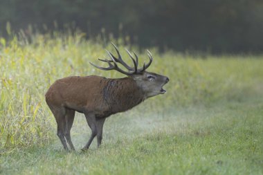 Azgınlık sırasında Avrupa ormanlarında geyik Cervus elaphus