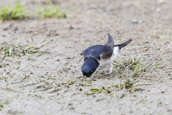 Crataerina hirundinis, паразитическая вошь летит на западном доме martin, Delichon urbicum, во Франции