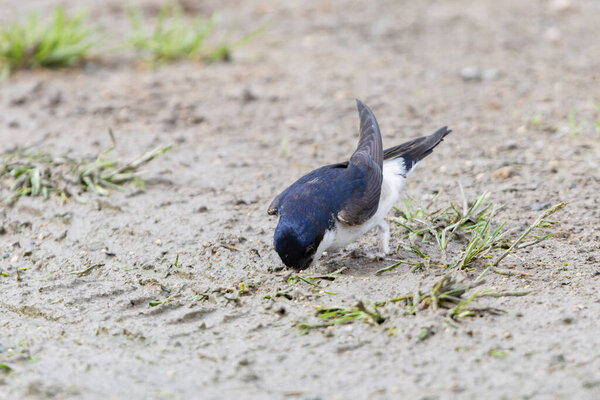 Crataerina hirundinis, паразитическая вошь летит на западном доме martin, Delichon urbicum, во Франции