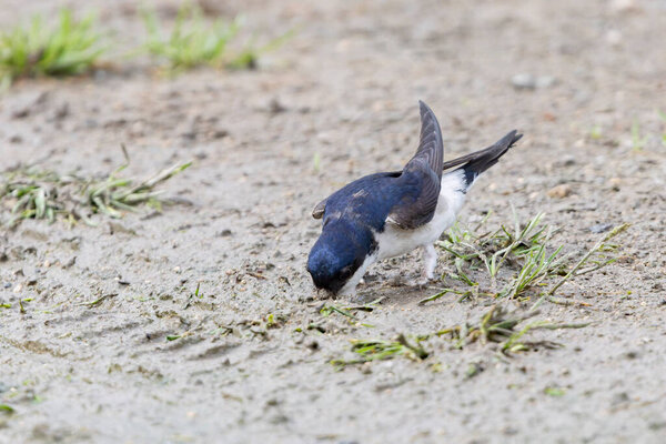 Crataerina hirundinis, паразитическая вошь летит на западном доме martin, Delichon urbicum, во Франции