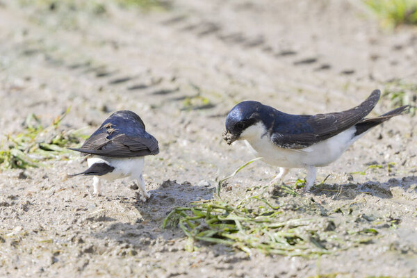 Crataerina hirundinis, паразитическая вошь летит на западном доме martin, Delichon urbicum, во Франции