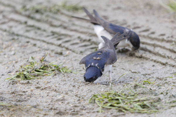 Crataerina hirundinis, паразитическая вошь летит на западном доме martin, Delichon urbicum, во Франции
