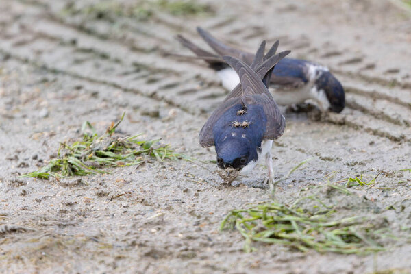 Crataerina hirundinis, паразитическая вошь летит на западном доме martin, Delichon urbicum, во Франции