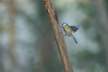 Blue Tit Cyanistes caeruleus perched on a dead branch or in flight