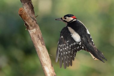 Büyük benekli ağaçkakan Dendrocopos Ağaç gövdesine tırmanıyor veya uçuyor