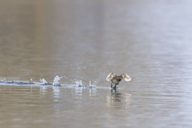 Little Grebe Tachybaptus ruficollis on a lake in Alsace, France