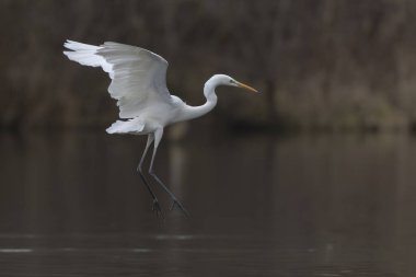 Ren, Alsace, Fransa yakınlarındaki Büyük Beyaz Egret Ardea alba