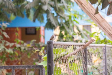 Bahçedeki bir çitin üzerinde duran kahverengi tekir tüylü küçük bir kuş.
