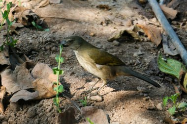 Koyu sarı tüylü kuş, yerde yeşil yapraklı bitkileri ısırıyor..