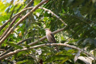 Kıvılcımlı kahverengi tüylü kuş, bir ağacın dalında..