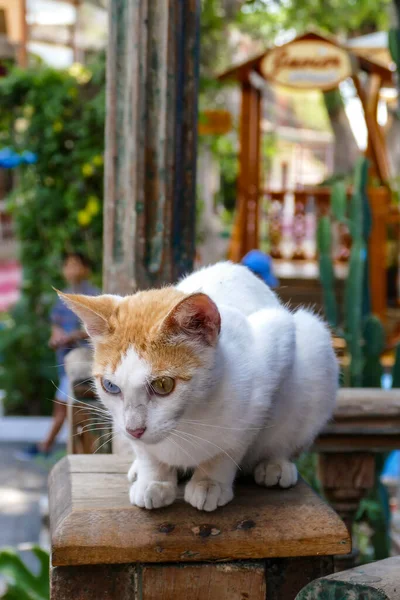 Gato Adulto Bonito Branco Com Cor Laranja Tem Olho Azul — Fotografia de Stock