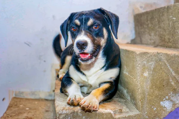 Bonito Cão Preto Branco Ele Tem Grande Sorriso Enquanto Sentado — Fotografia de Stock