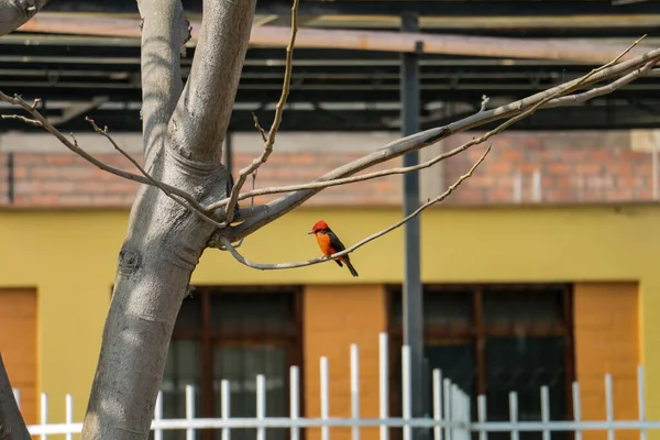 Hermoso Pájaro Naranja Negro Está Pie Una Rama Árbol — Foto de Stock