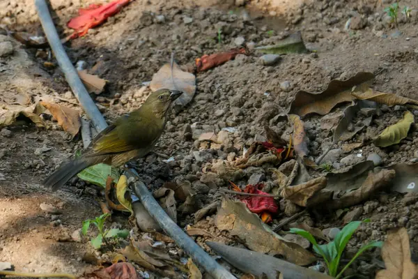 Koyu Sarı Tüylü Kuş Yerde Bir Hortumun Üzerinde Duruyor — Stok fotoğraf