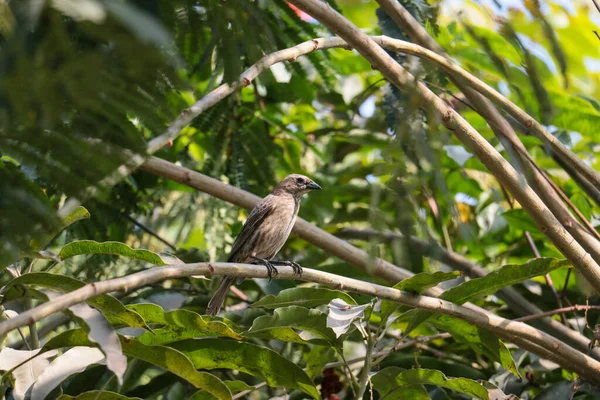 Pájaro Con Plumaje Marrón Chispeado Está Una Rama Árbol —  Fotos de Stock