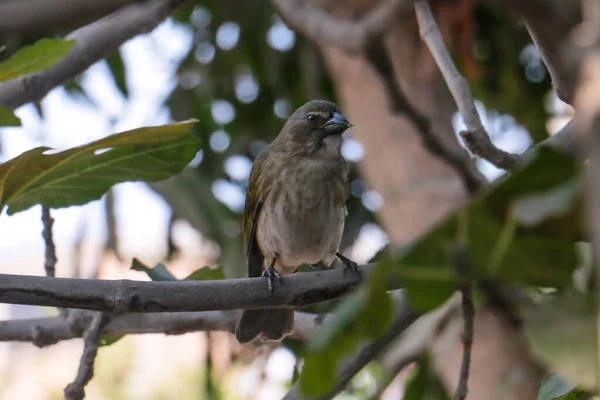 Kıvılcımlı kahverengi tüylü kuş, bir ağacın dalında..