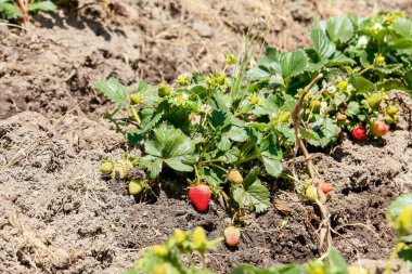 Karadaki organik çilek tarlaları. Hala bitkilerinin üzerindeler ve daha yeni sulandılar..