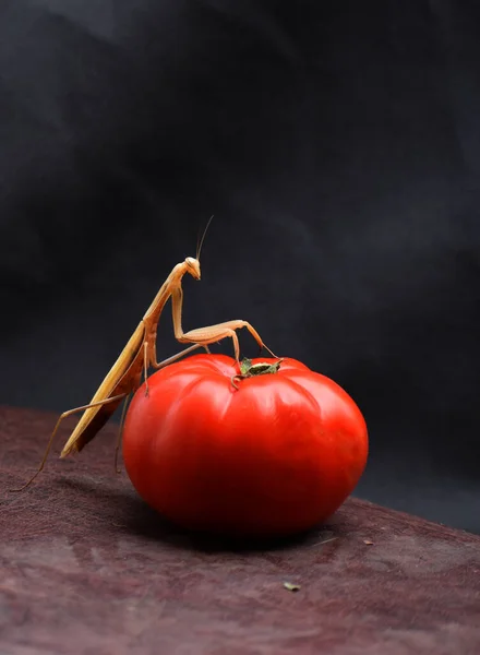 Mantis Religiosa Escogido Lugar Confortable Sobre Tomate Para Caza — Foto de Stock