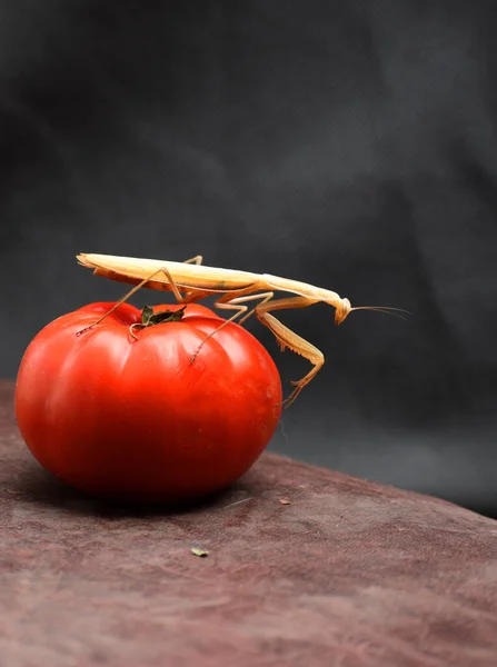Belalang Berdoa Memilih Tempat Yang Nyaman Pada Tomat Untuk Berburu — Stok Foto