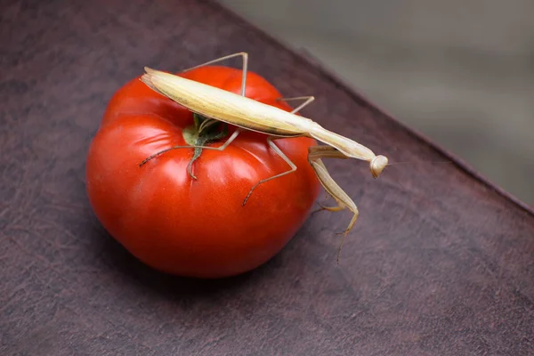 Mante Priante Choisi Endroit Confortable Sur Une Tomate Pour Chasse — Photo