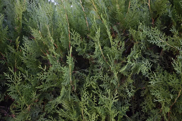 Groene Achtergrond Van Jeneverbes — Stockfoto