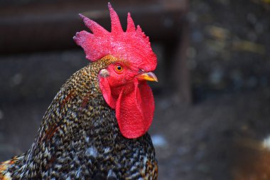 Horoz bahçede yürüyor.