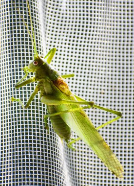 Yeşil çekirge tek başına