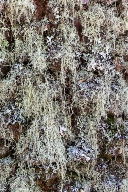 arka plan Şili araucaria ağaç kabuğu dokusuna sahip