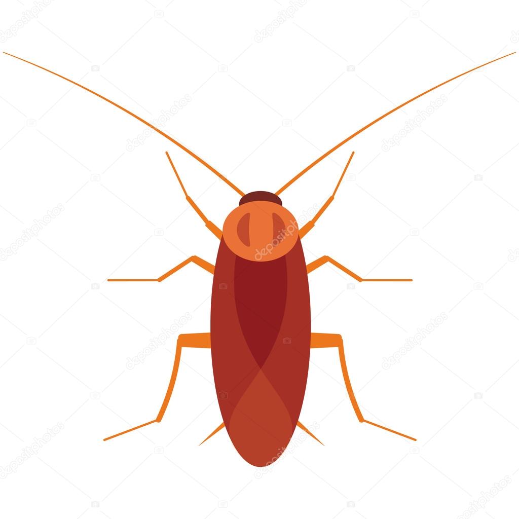 Cockroach vector illustration. Cockroach bug on white background. Cockroach vector. Cockroach illustration. Cockroach beetle isolated vector
