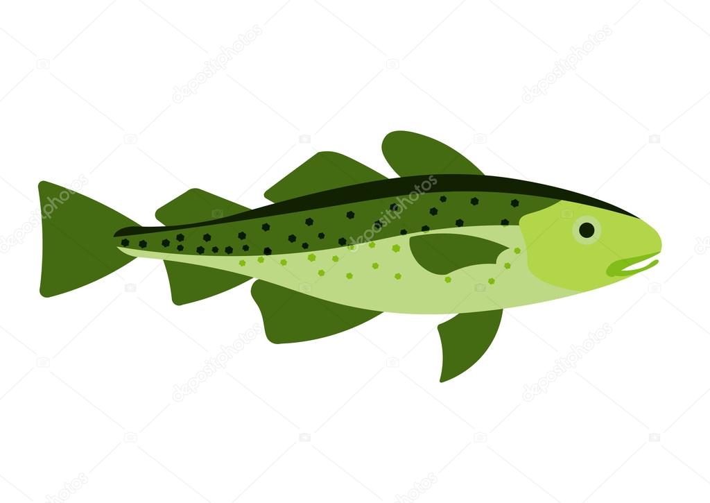 Cod fish vector illustration. Cod fish on white background. Cod fish vector. Cod fish illustration. Cod fish isolated vector.
