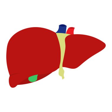 düz vektör insan karaciğeri, Beyaz arka plan üzerinde izole