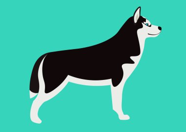 Sibirya husky vektör illüstrasyon. Izole sevimli siyah beyaz Husky