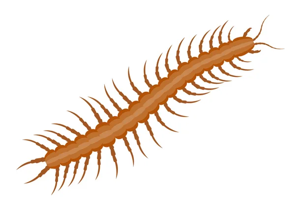 Realistic centipede vector illustration — Stock Vector