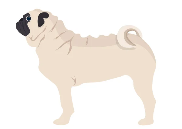 Pug Puppy vectorillustratie. pug dog geïsoleerd op witte achtergrond — Stockvector