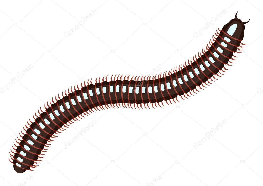 Millipede vector illustration . Centiped millipede ecartoon posing
