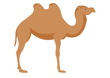 Vektör görüntü bir deve üzerinde beyaz bir arka plan. 