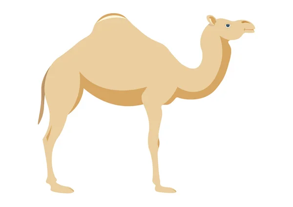 Vector Image Camel White Background Camel Isolated Vector — Stock Vector