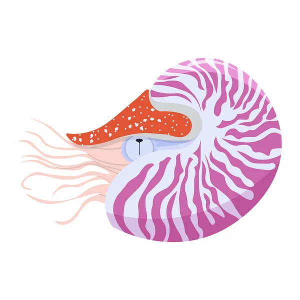 Ilustração Vetorial Nautilus Pompilius Isolada Sobre Fundo Branco —  Vetores de Stock