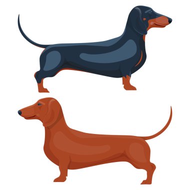 beyaz bir arka plan üzerinde izole dachshund evcil hayvan vektör illüstrasyon