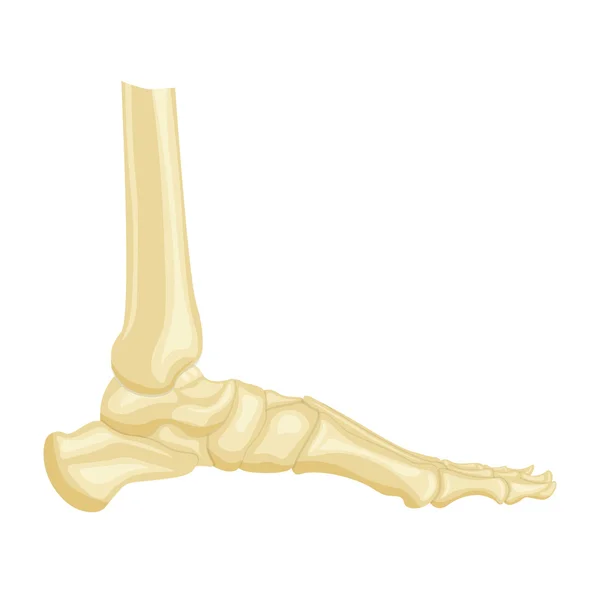 脚骨解剖侧视图矢量插图隔离在白色背景上 — 图库矢量图片