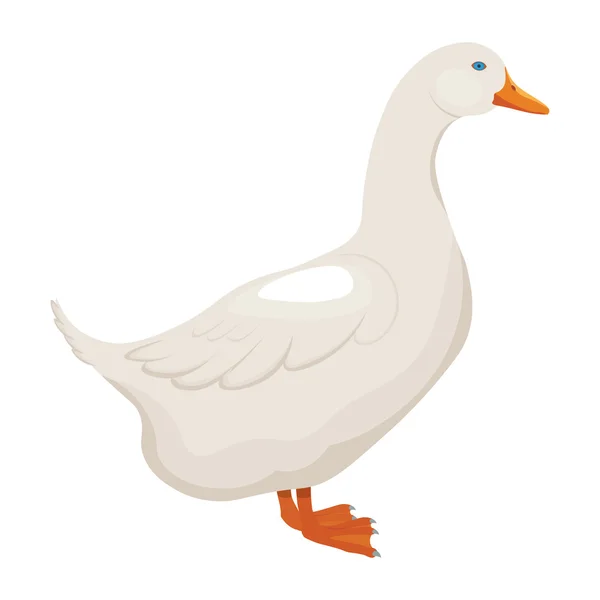 Beyaz ördek vektör illüstrasyon izole